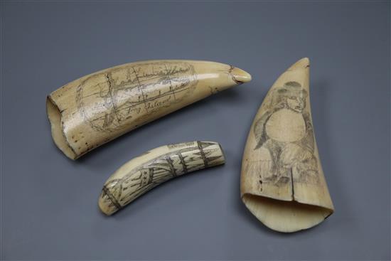 Three Scrimshaw tusks, largest 14cm